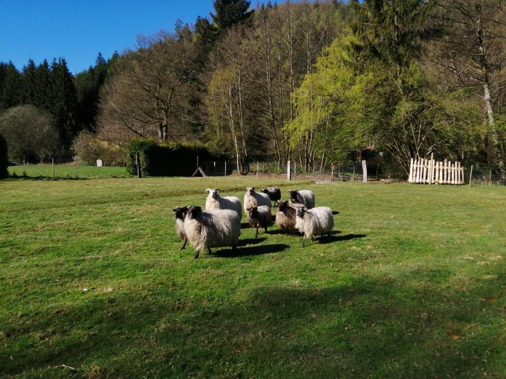 La Gambas Des Bois Villa Saint-Quirin Exteriör bild