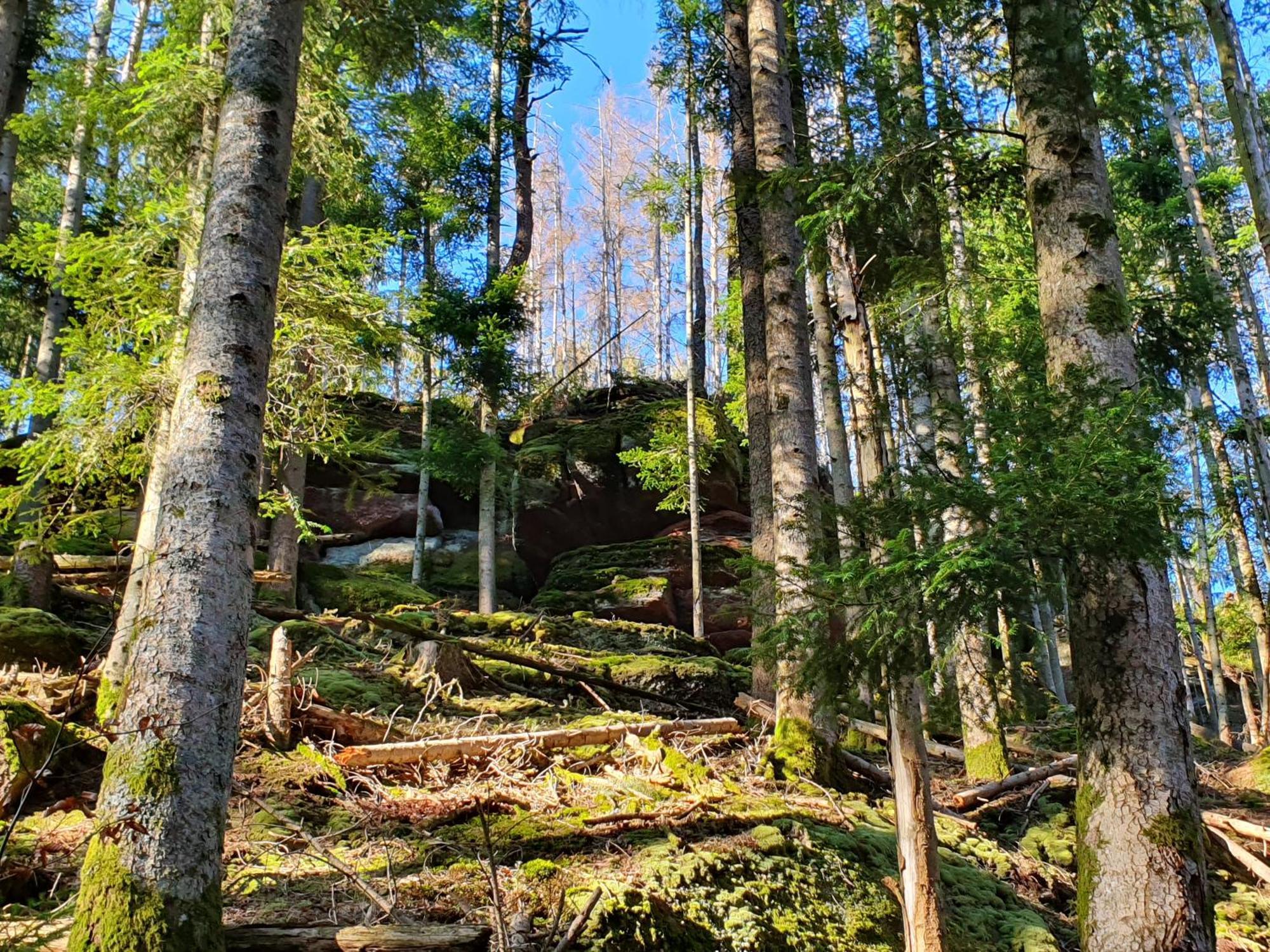 La Gambas Des Bois Villa Saint-Quirin Exteriör bild